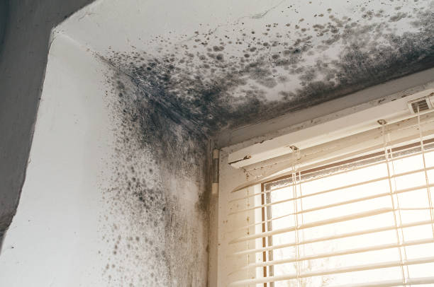 Affordable Mold Inspection And Testing solutions in Marshall, TX